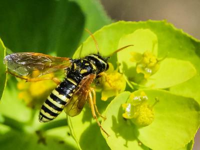  Megalodontes Latreille, 1803