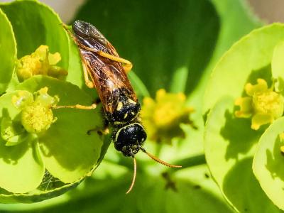  Megalodontes Latreille, 1803