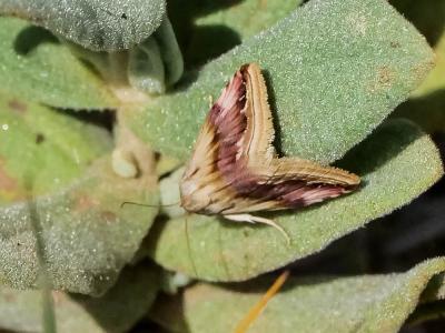 Anthophile pourprée (L') Eublemma ostrina (Hübner, 1808)