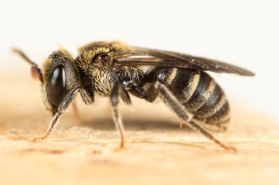  Andrena colletiformis Morawitz, 1874