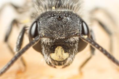  Andrena ventricosa Dours, 1873