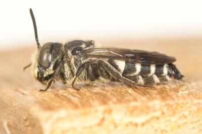  Coelioxys Latreille, 1809