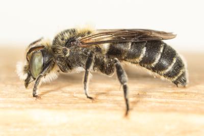  Hoplitis adunca (Panzer, 1798)