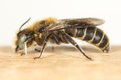  Hoplitis adunca (Panzer, 1798)