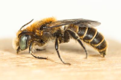  Hoplitis adunca (Panzer, 1798)