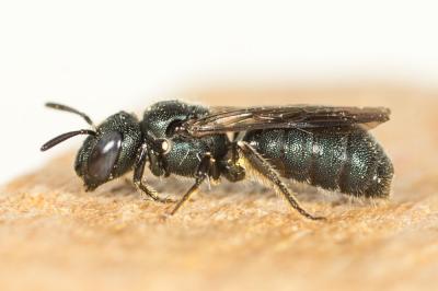 Cératine bleutée Ceratina cyanea (Kirby, 1802)