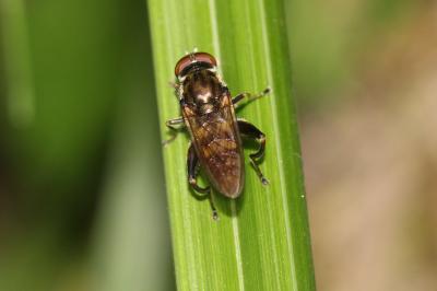  Chalcosyrphus nemorum (Fabricius, 1805)
