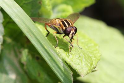  Helophilus pendulus (Linnaeus, 1758)