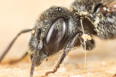  Protosmia minutula (Pérez, 1896)