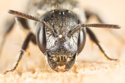  Protosmia minutula (Pérez, 1896)