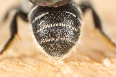  Protosmia minutula (Pérez, 1896)