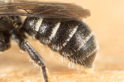  Protosmia minutula (Pérez, 1896)