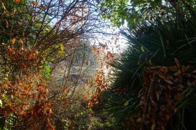 Épeire de l'Opuntia Cyrtophora citricola (Forskål, 1775)