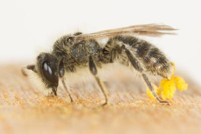  Andrena cinerea Brullé, 1832