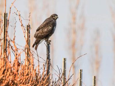 Buse variable Buteo buteo (Linnaeus, 1758)