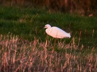 Aigrette garzette Egretta garzetta (Linnaeus, 1766)