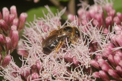  Halictus rubicundus (Christ, 1791)