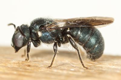 Cératine de Mocsary Ceratina mocsaryi Friese, 1896