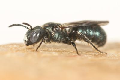 Cératine bleutée Ceratina cyanea (Kirby, 1802)