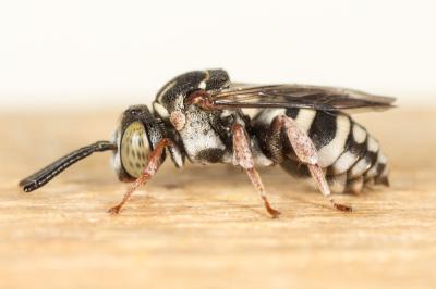  Epeolus Latreille, 1802