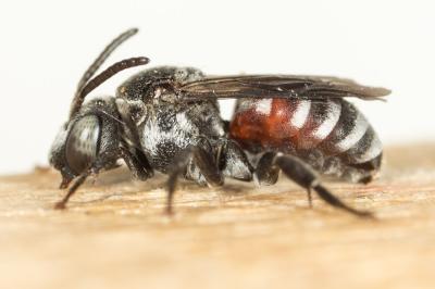  Ammobates punctatus (Fabricius, 1804)