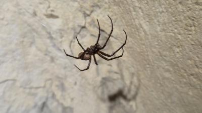  Meta menardi (Latreille, 1804)