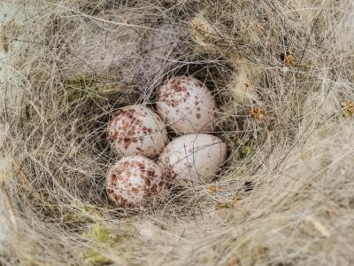 Mésange charbonnière Parus major Linnaeus, 1758