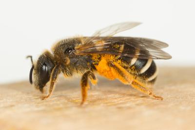  Halictus patellatus Morawitz, 1873