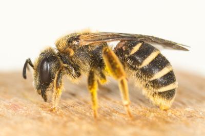  Halictus Latreille, 1804