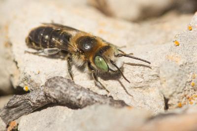 Hoplitis lithodorae Müller, 2012