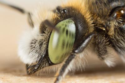 Hoplitis lithodorae Müller, 2012