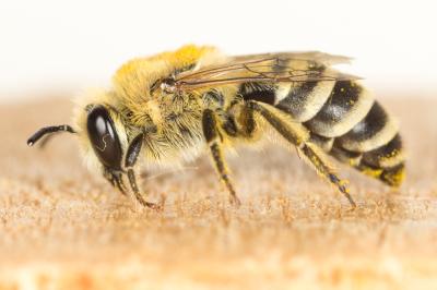  Colletes fodiens (Fourcroy, 1785)