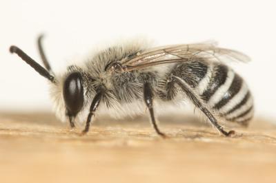  Colletes pulchellus Pérez, 1903