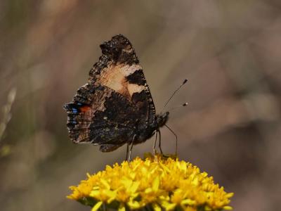 Petite Tortue (La), Vanesse de l'Ortie (La), Petit Aglais urticae (Linnaeus, 1758)