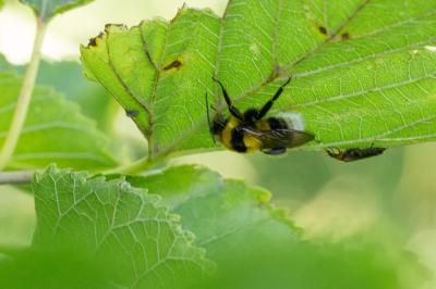 Bourdon des jardins Bombus hortorum (Linnaeus, 1760)