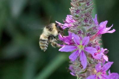 Bourdon grisé Bombus sylvarum (Linnaeus, 1760)