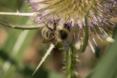 Bourdon grisé Bombus sylvarum (Linnaeus, 1760)