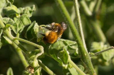 Bourdon des mousses Bombus muscorum (Linnaeus, 1758)