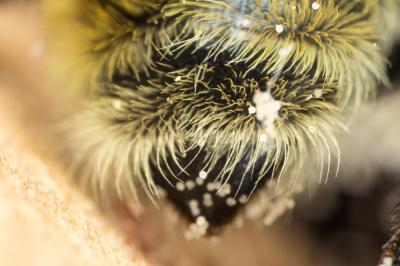 Bourdon des mousses Bombus muscorum (Linnaeus, 1758)