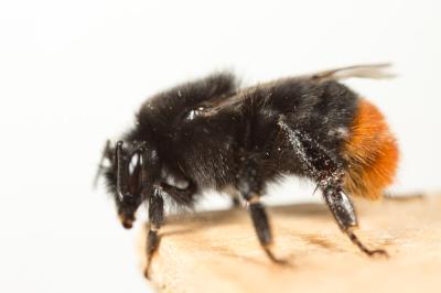 Bourdon des pierres Bombus lapidarius (Linnaeus, 1758)