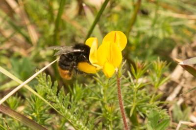 Bourdon des pierres Bombus lapidarius (Linnaeus, 1758)