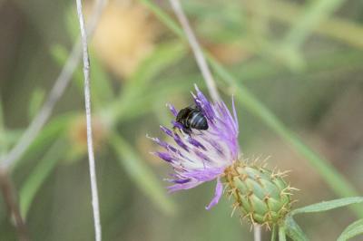  Stelis simillima Morawitz, 1876