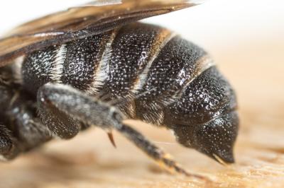  Stelis simillima Morawitz, 1876