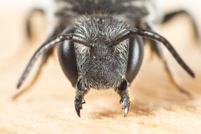  Stelis punctulatissima (Kirby, 1802)