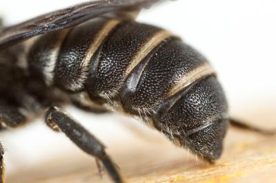  Stelis punctulatissima (Kirby, 1802)