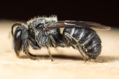  Stelis breviuscula Nylander, 1848