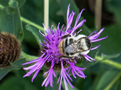 Bourdon grisé Bombus sylvarum (Linnaeus, 1760)