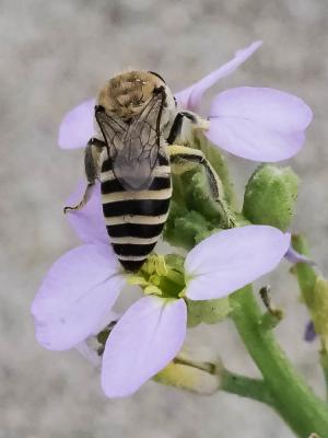  Colletes maidli Noskiewicz, 1936