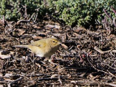 Pouillot véloce Phylloscopus collybita (Vieillot, 1887)