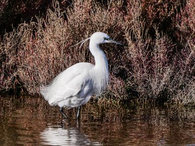 Aigrette garzette Egretta garzetta (Linnaeus, 1766)